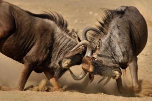animals-bulls-fighting